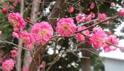 つくし園　　～２月～