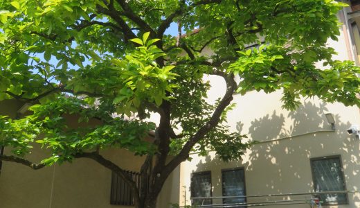 つくし園　　5月　～　柿の葉茶作り　～