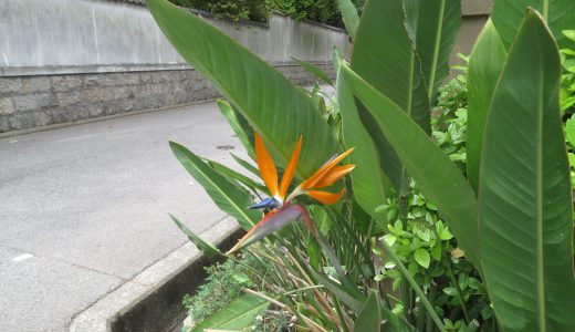 つくし園　5月　～　トライやるウィーク　～