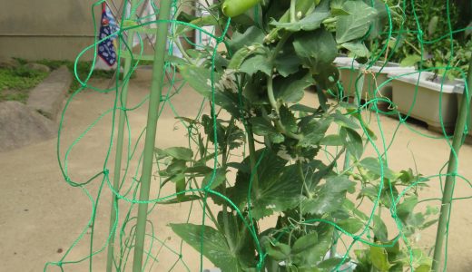 つくし園　6月　　～　野菜収穫　～