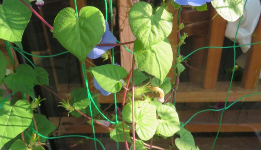 下のソーシャルリンクからフォロー