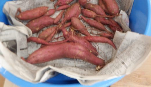 保護中: 収穫祭～つぼみクラス