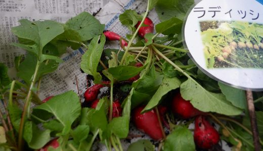 下のソーシャルリンクからフォロー