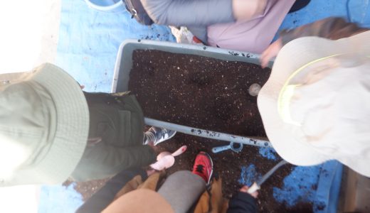 じゃがいも植え～つぼみクラス